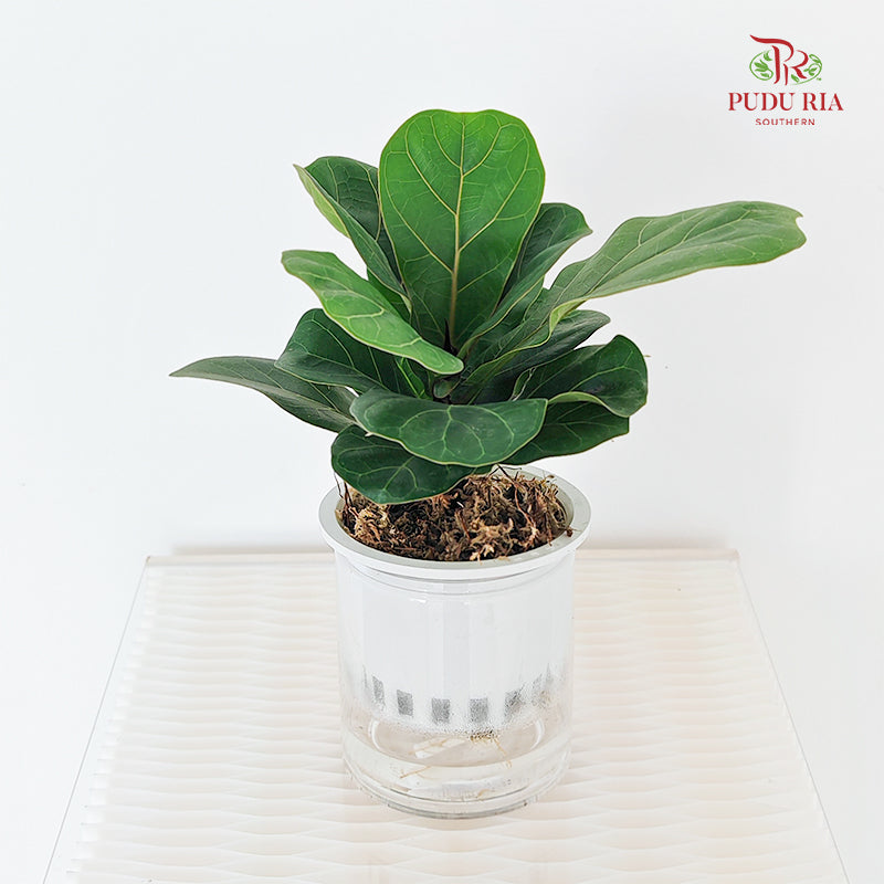 Hydro Ficus Bambino