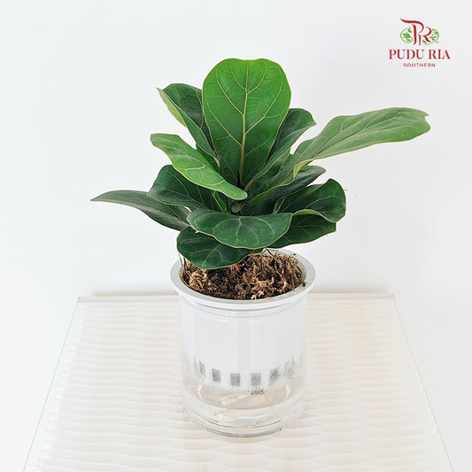 Hydro Ficus Bambino
