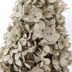 Preservative Hydrangea - Grey ( Long Shape )/ Per Stem - Pudu Ria Florist Southern