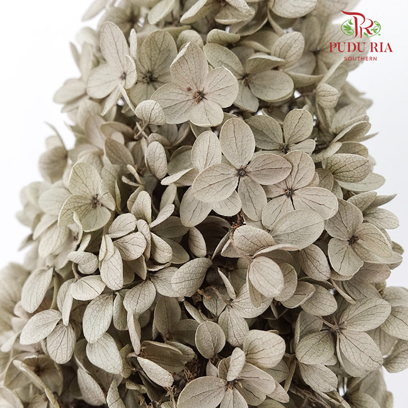 Preservative Hydrangea - Grey ( Long Shape )/ Per Stem - Pudu Ria Florist Southern