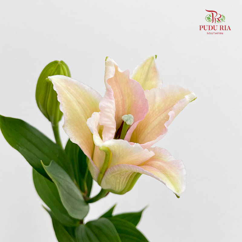 Lily Soft Pink - (5 Stems)