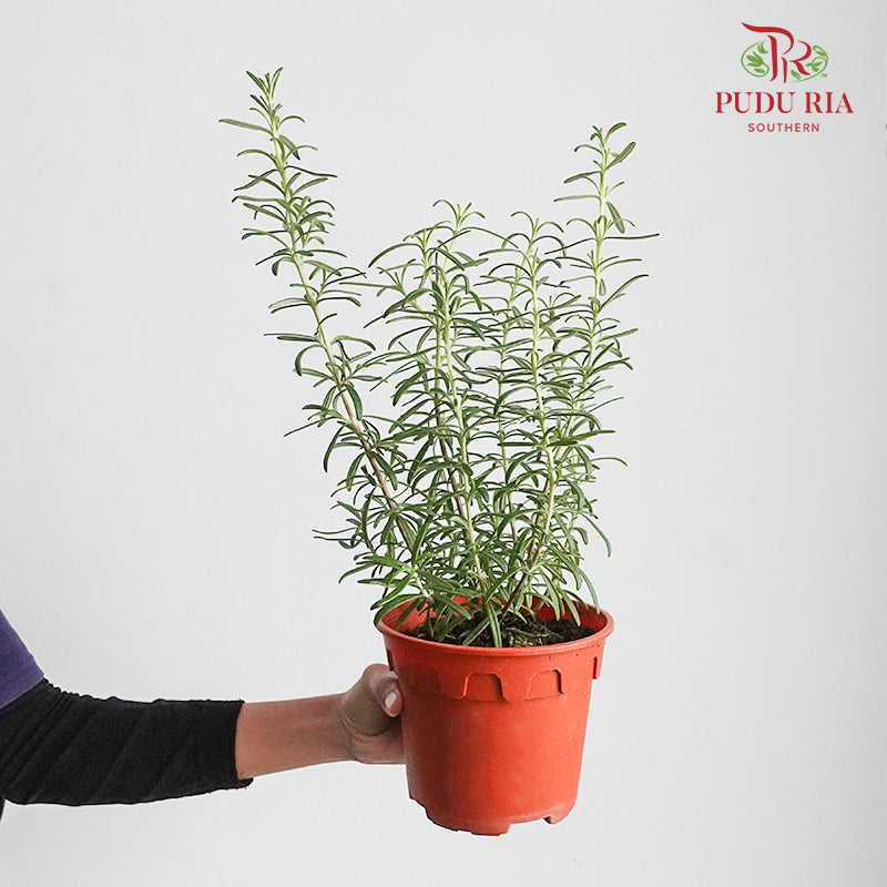 Rosemary - Pudu Ria Florist Southern