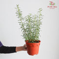 Rosemary - Pudu Ria Florist Southern