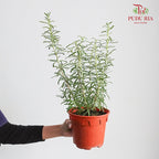Rosemary - Pudu Ria Florist Southern