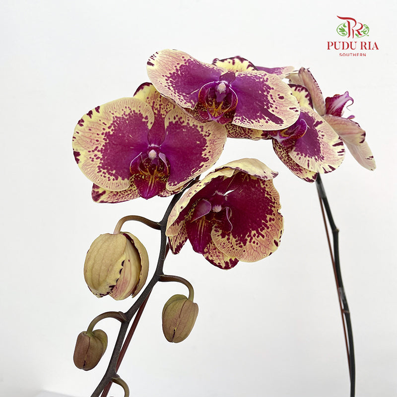Phalaenopsis Orchid Purple Spot Yellow Big Single Stem #1