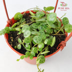 Peperomia Prostrata - Pudu Ria Florist Southern