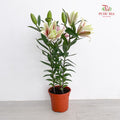Lily Plant 百合花