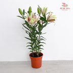 Lily Plant 百合花