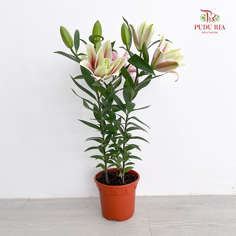 Lily Plant 百合花