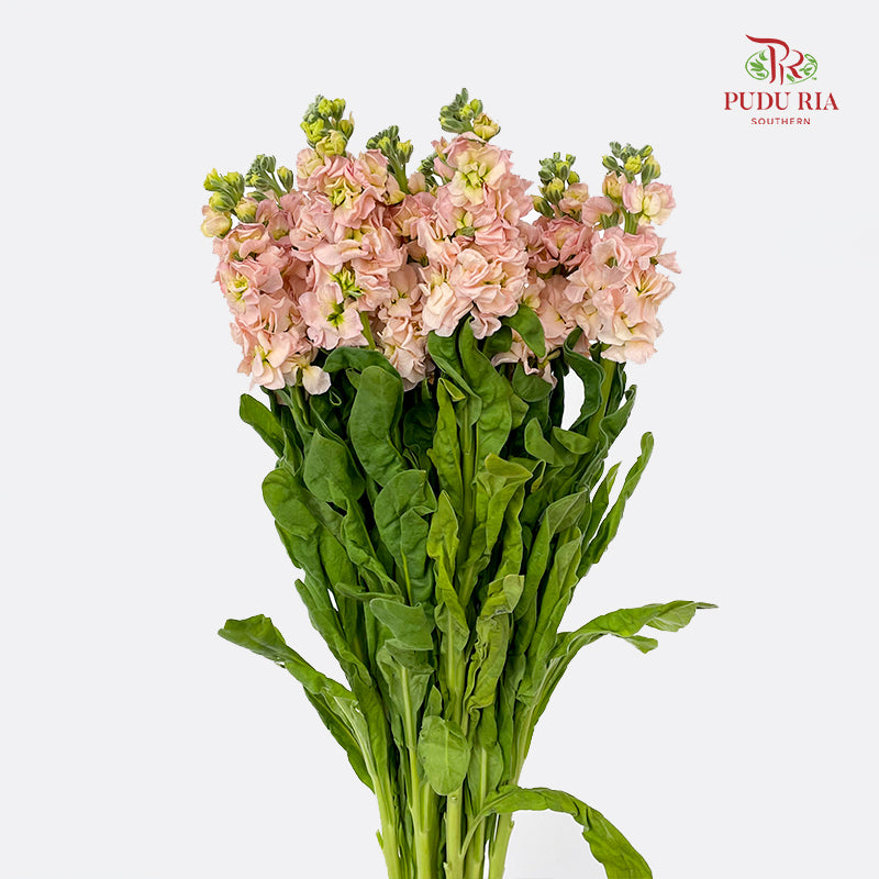 Matthiola Champagne - (10 Stems)