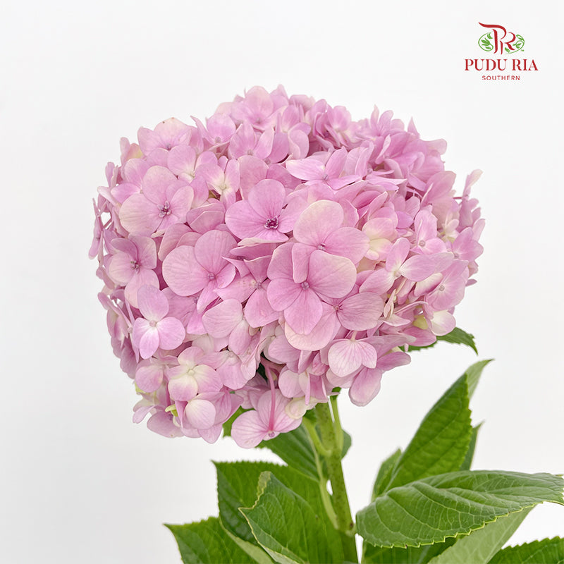 Hydrangea Light Pink - (Per Stem)
