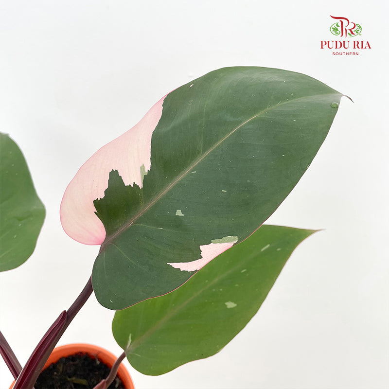 Philodendron Pink Princess P12CM