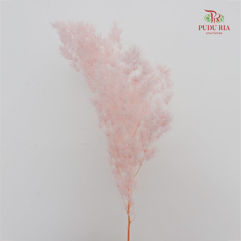 Preservative Asparagus Fern Soft Pink