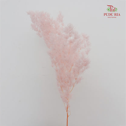 Preservative Asparagus Fern Soft Pink