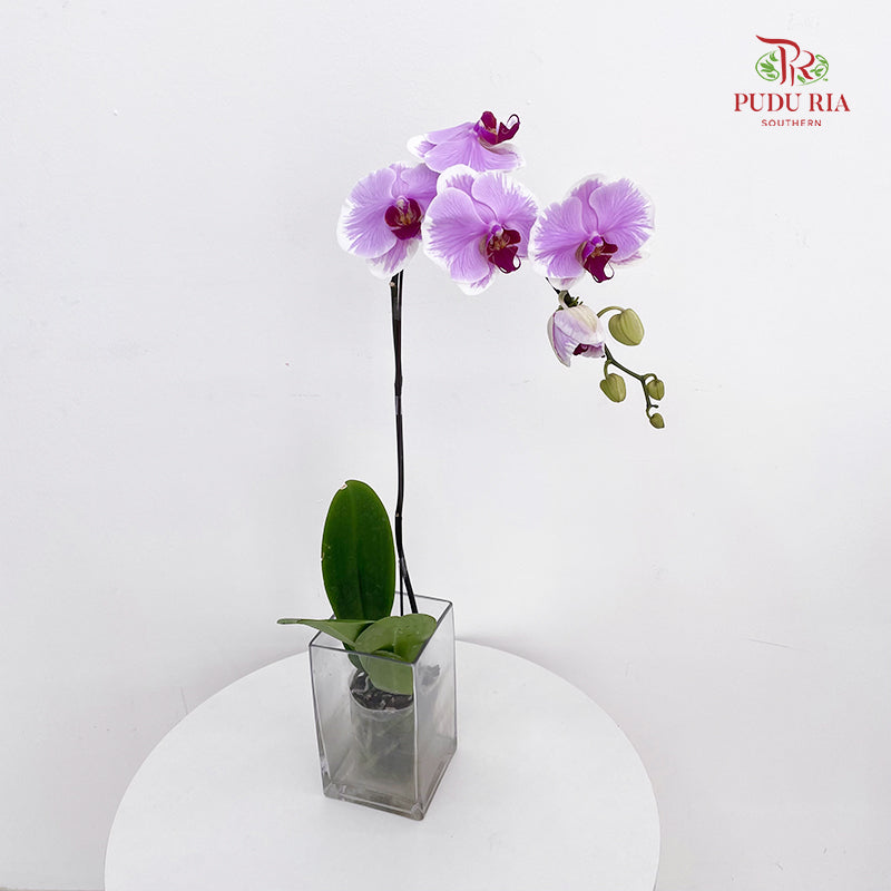 Phalaenopsis Orchid Pink With Stripes Big Single Stem