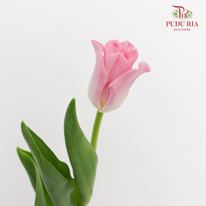 Tulip Liberstar Pink 皇冠郁金香 - (8-10 Stems)