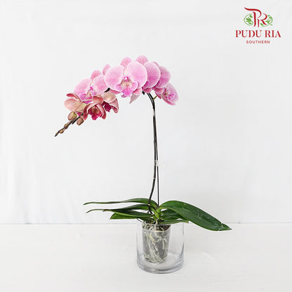 Phalaenopsis Orchid Pink Big Single Stem