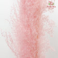 Dry Pampas Natural Pink - Pudu Ria Florist Southern