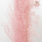 Dry Pampas Natural Pink - Pudu Ria Florist Southern