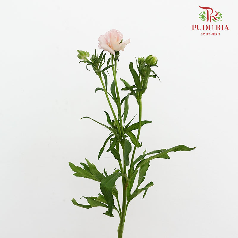 Ranunculus Butterfly Pink 蝴蝶洋牡丹 - (Per Bundle)