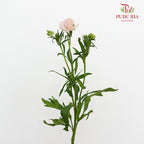 Ranunculus Butterfly Pink 蝴蝶洋牡丹 - (Per Bundle)