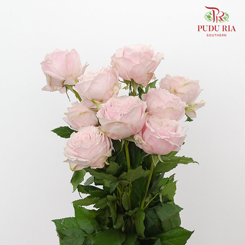 Rose Little Pink Rabbit (8-10 Stems) - Pudu Ria Florist Southern