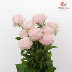 Rose Little Pink Rabbit (8-10 Stems) - Pudu Ria Florist Southern