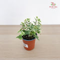 Hedera Helix White Wonder (Ivy)