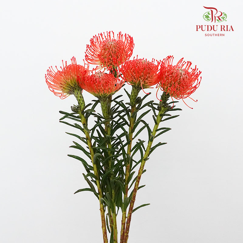 Leucospermum - Red (5 stems) - Pudu Ria Florist Southern