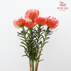 Leucospermum - Red (5 stems) - Pudu Ria Florist Southern