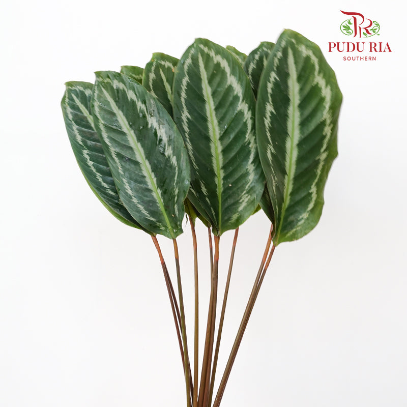 Calathea Tiger Peacock Leave 奖章竹芋 - (Per Bundle)