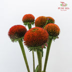 Rudbeckia Cat Eye ( Echinacea ) - Pudu Ria Florist Southern