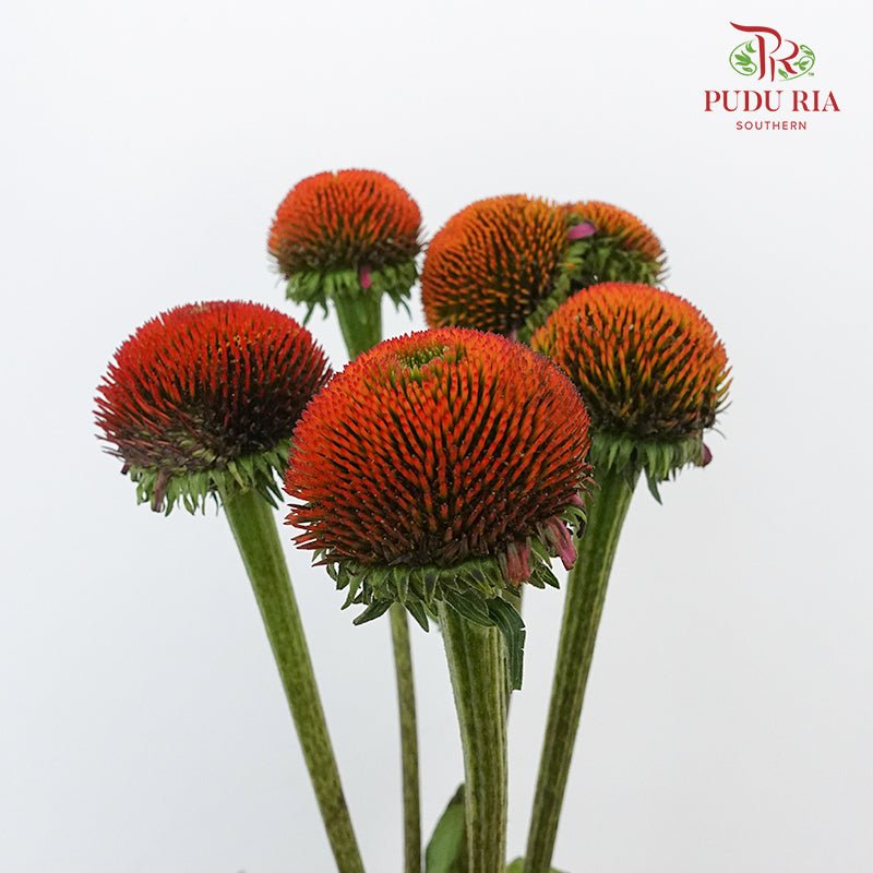 Rudbeckia Cat Eye ( Echinacea ) - Pudu Ria Florist Southern