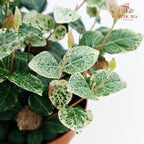 Trachelospermum Asiaticum Tricolor 花叶络石
