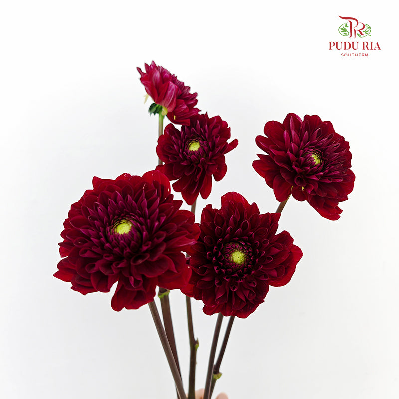 Dahlia Hybrida Red Run 红色奔跑大理花 - (5 Stems)