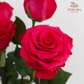Rose Pink - (25 Stems)