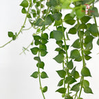 Dischidia Million Heart