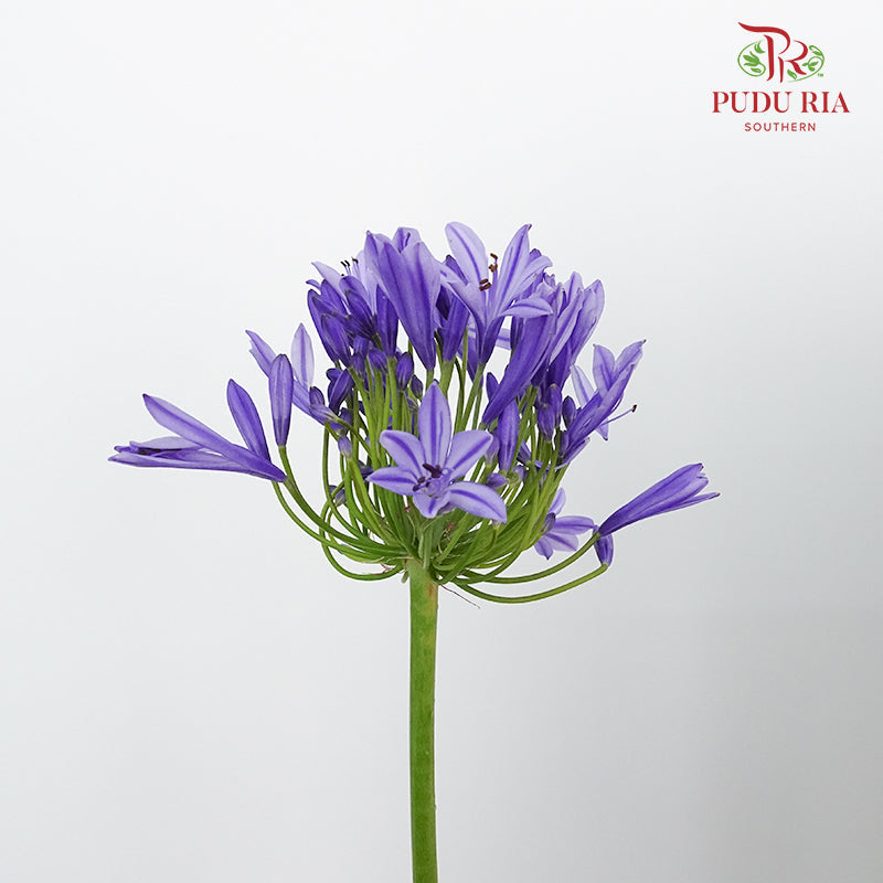 Agapanthus - Per Stem - Pudu Ria Florist Southern