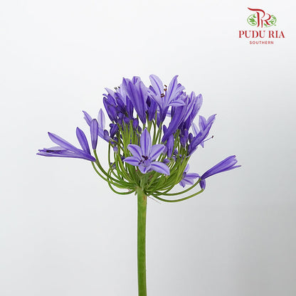 Agapanthus - Per Stem - Pudu Ria Florist Southern