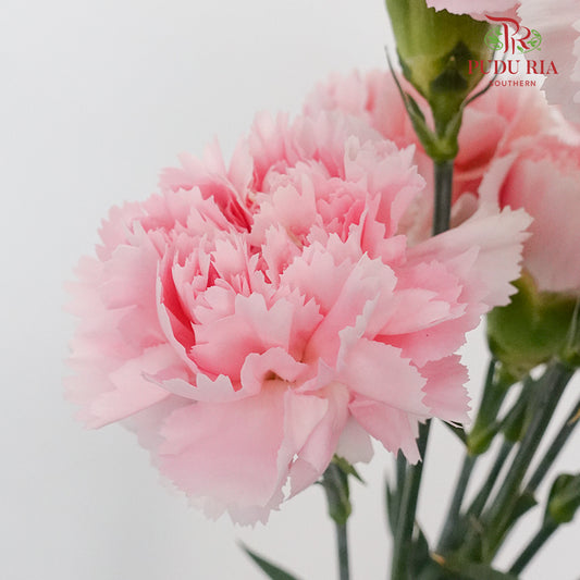 Carnation Romance (8-10 Stems) - Pudu Ria Florist Southern