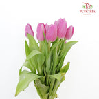 Tulip Magenta (8-9 Stems) - Pudu Ria Florist Southern