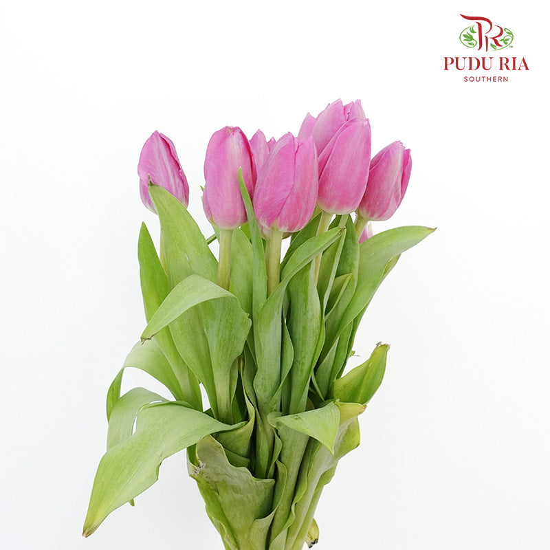 Tulip Magenta (8-9 Stems) - Pudu Ria Florist Southern