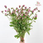 Gomphrena Strawberry Purple - (Per Bundle)