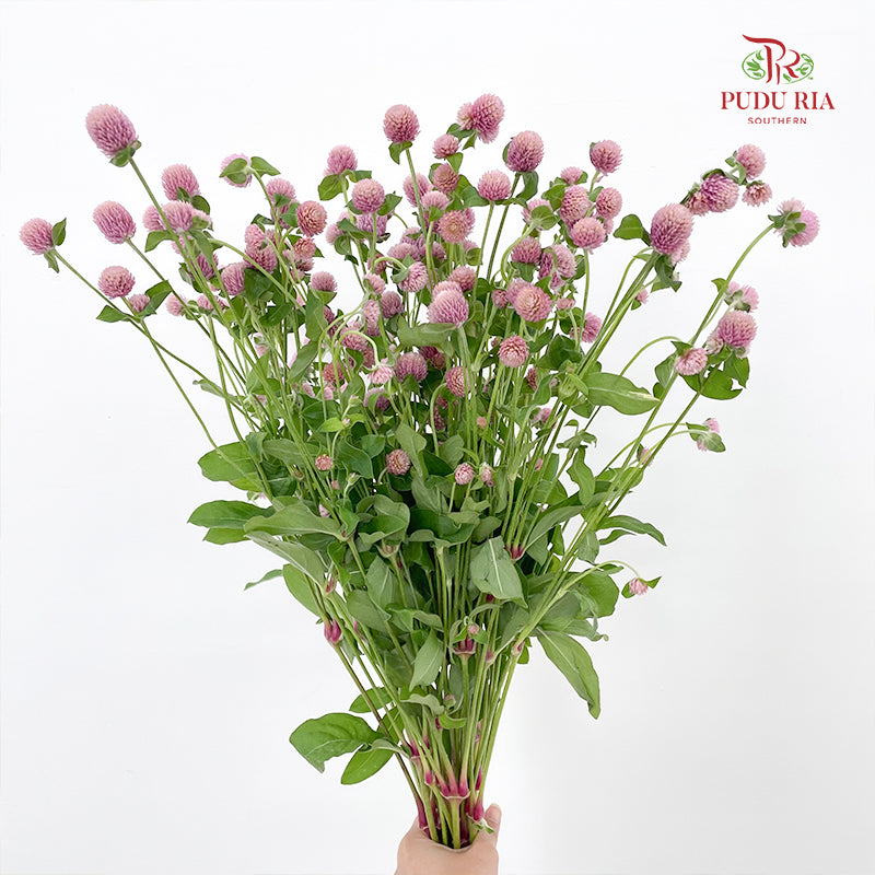 Gomphrena Strawberry Soft Purple - (Per Bundle)