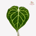 Turtle Leaf (M) - (5 Stems)