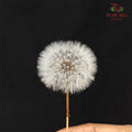 Preservative Dandelion (Small)