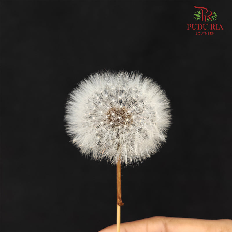 Preservative Dandelion (Small)