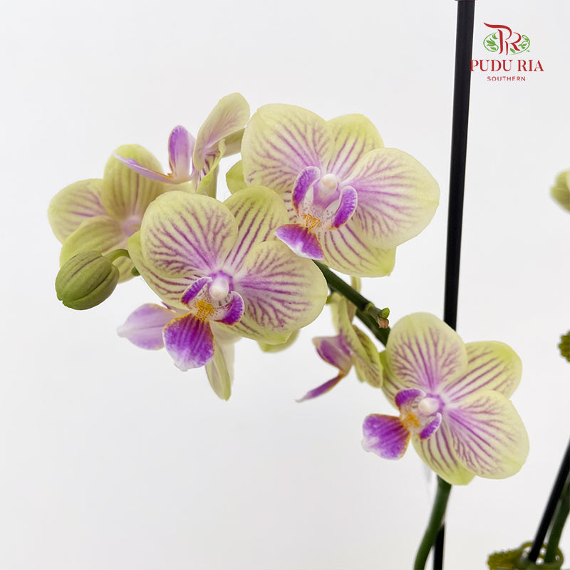 Phalaenopsis Orchid Green Line Purple Double Stem Small
