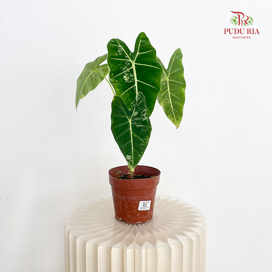 Alocasia Frydek Varigated