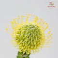 Leucospermum Yellow - (5 Stems)